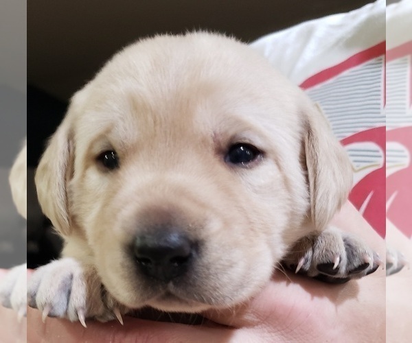 Medium Photo #84 Labrador Retriever Puppy For Sale in OLYMPIA, WA, USA