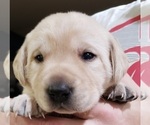 Small #52 Labrador Retriever