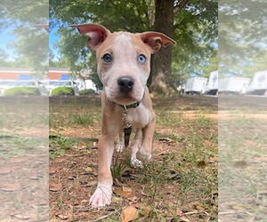 American Pit Bull Terrier-Unknown Mix Dogs for adoption in Cary, NC, USA