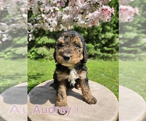 Bernedoodle Puppy for sale in STILLWATER, MN, USA