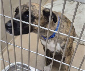 American Pit Bull Terrier-Labrador Retriever Mix Dogs for adoption in Decatur, IL, USA