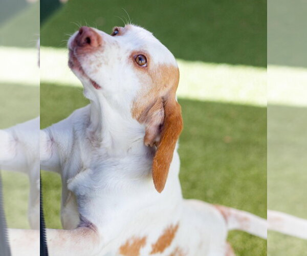 Medium Photo #3 Beagle-Unknown Mix Puppy For Sale in Canton, CT, USA