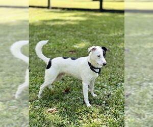 Mutt Dogs for adoption in Warrenton, VA, USA