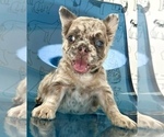 Small #4 French Bulldog
