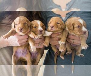 Mutt-Nova Scotia Duck Tolling Retriever Mix Puppy for sale in GRASS VALLEY, CA, USA