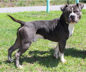 Mutt Dogs for adoption in Prattville, AL, USA