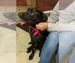 Small #1 Labrador Retriever-Spaniel Mix