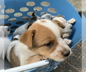 Australian Cattle Dog Puppy for sale in POST FALLS, ID, USA