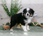 Puppy Spencer Australian Shepherd