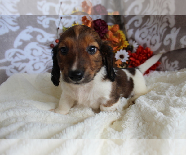 Medium Photo #10 Dachshund Puppy For Sale in SHILOH, OH, USA