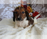 Small #9 Dachshund
