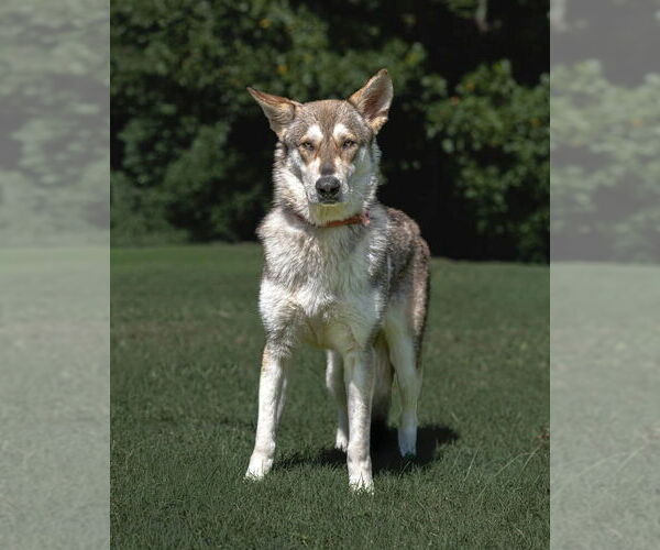 Medium Photo #3 Siberian Husky Puppy For Sale in garner, NC, USA