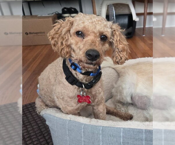 Medium Photo #2 Poodle (Miniature) Puppy For Sale in San Diego, CA, USA