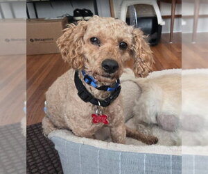 Sushi - Male Poodle (Miniature) Dog for Adoption - Photo #2