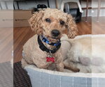 Small #1 Poodle (Miniature)