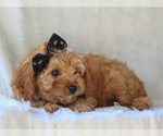 Small #2 Cavapoo-Poodle (Miniature) Mix
