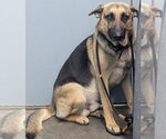 Small Photo #4 German Shepherd Dog Puppy For Sale in Evansville, IN, USA