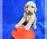 Small Photo #5 Goldendoodle (Miniature) Puppy For Sale in GROVESPRING, MO, USA