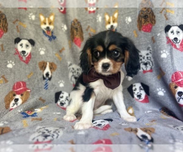 Medium Photo #2 Cavalier King Charles Spaniel Puppy For Sale in LAKELAND, FL, USA
