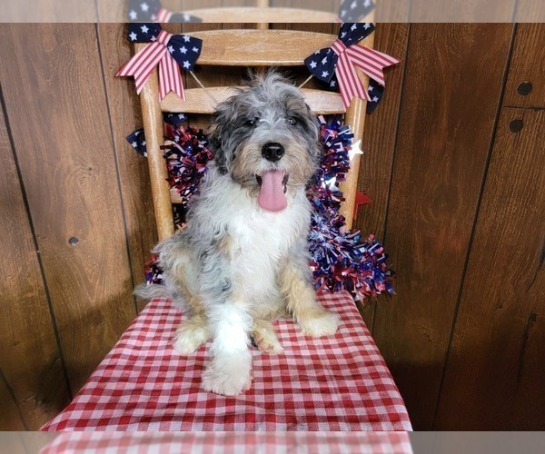 Medium Photo #70 Bernedoodle (Miniature) Puppy For Sale in BLACK FOREST, CO, USA