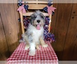 Small Photo #70 Bernedoodle (Miniature) Puppy For Sale in BLACK FOREST, CO, USA