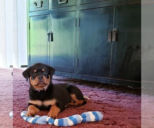 Rottweiler Puppy for sale in PROSPERITY, SC, USA
