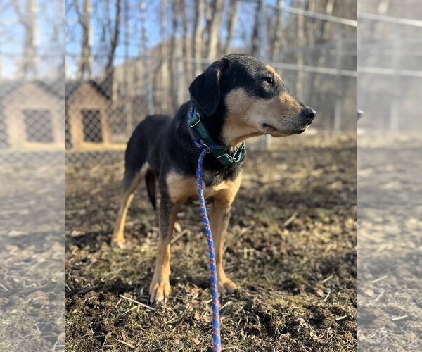 Medium Photo #5 Mutt Puppy For Sale in Hinton, WV, USA