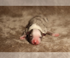 Australian Shepherd Puppy for sale in CHEHALIS, WA, USA