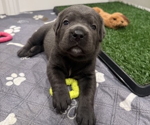 Cane Corso Puppy for sale in BEAUMONT, CA, USA
