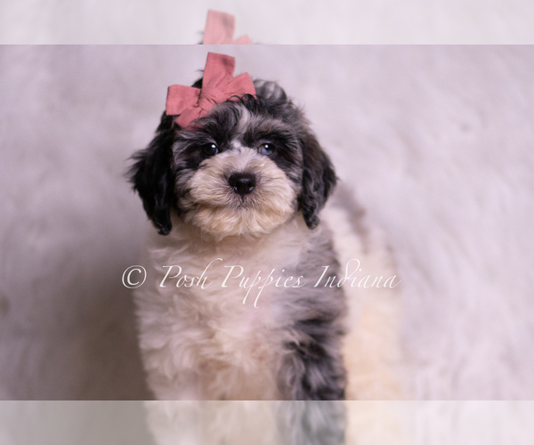 Medium Photo #5 Goldendoodle (Miniature) Puppy For Sale in WARSAW, IN, USA