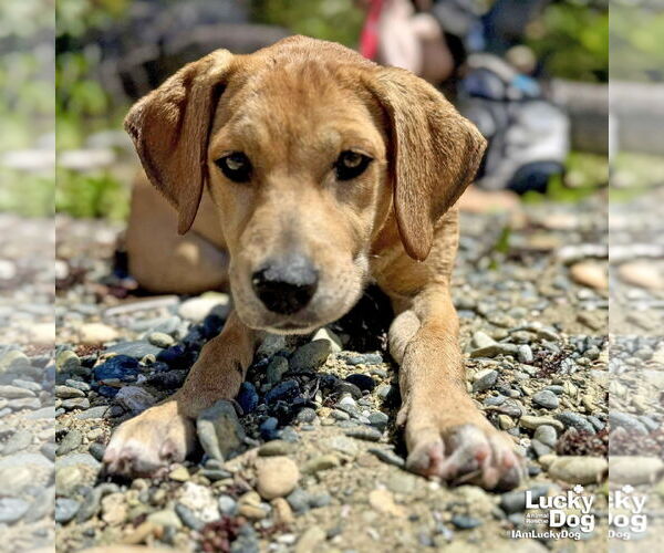 Medium Photo #5 Labrador Retriever-Retriever  Mix Puppy For Sale in Washington, DC, USA
