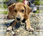 Small #4 Labrador Retriever-Retriever  Mix