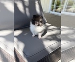 Small Pomeranian