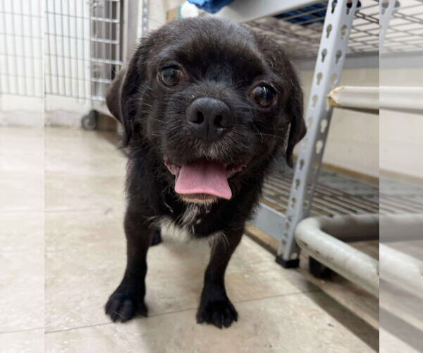 Medium Photo #3 Pug-Unknown Mix Puppy For Sale in San Diego, CA, USA
