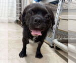 Small #2 Pug Mix