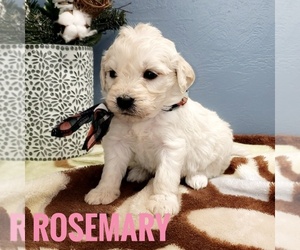 Goldendoodle Puppy for sale in CEDAR GAP, MO, USA