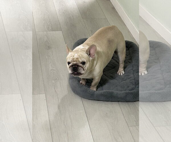 Medium Photo #2 French Bulldog Puppy For Sale in Chandler, AZ, USA