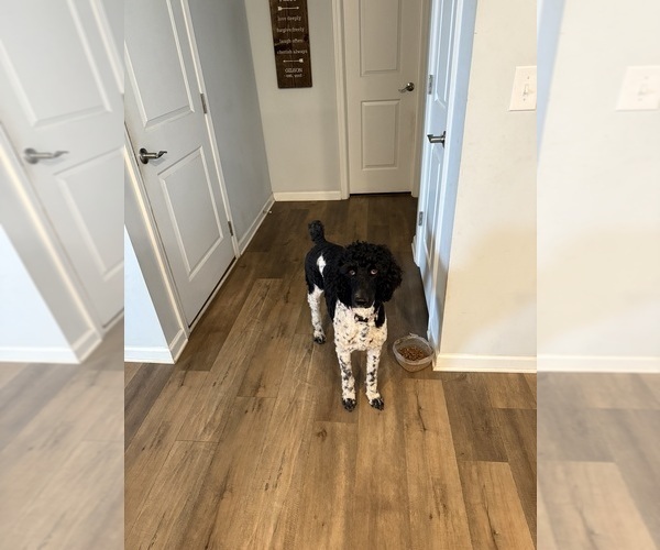 Medium Photo #1 Labradoodle Puppy For Sale in LELAND, NC, USA