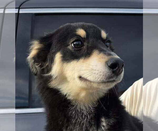 Medium Photo #1 Gerberian Shepsky Puppy For Sale in Mukwonago, WI, USA