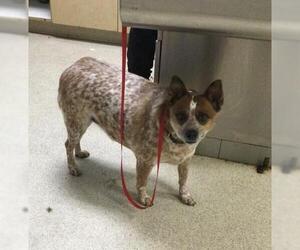 Mutt Dogs for adoption in Riverside, CA, USA