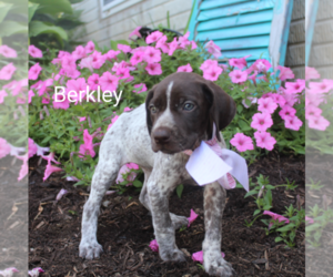 German Shorthaired Pointer Puppy for sale in RAGERSVILLE, OH, USA