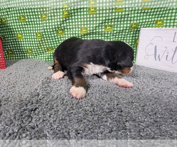 Medium Photo #8 Bernese Mountain Dog Puppy For Sale in BLACK FOREST, CO, USA