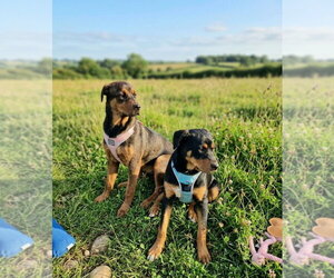 Mutt Dogs for adoption in Martinsburg, WV, USA