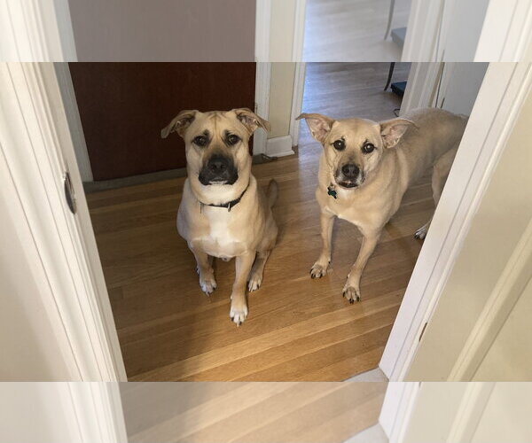 Medium Photo #4 Black Mouth Cur-Unknown Mix Puppy For Sale in Rockaway, NJ, USA