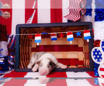 Puppy Bubbles Border Collie