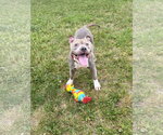 Small #1 Mutt