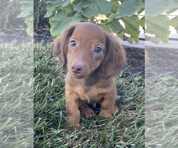 Medium Photo #1 Dachshund Puppy For Sale in CANOGA, NY, USA