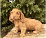 Small #3 Dachshund