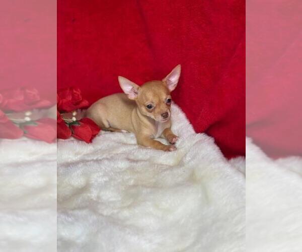 Medium Photo #2 Chihuahua Puppy For Sale in NAPLES, FL, USA