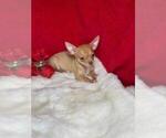 Small #1 Chihuahua